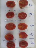Совершенствование технологии консервирования томатов